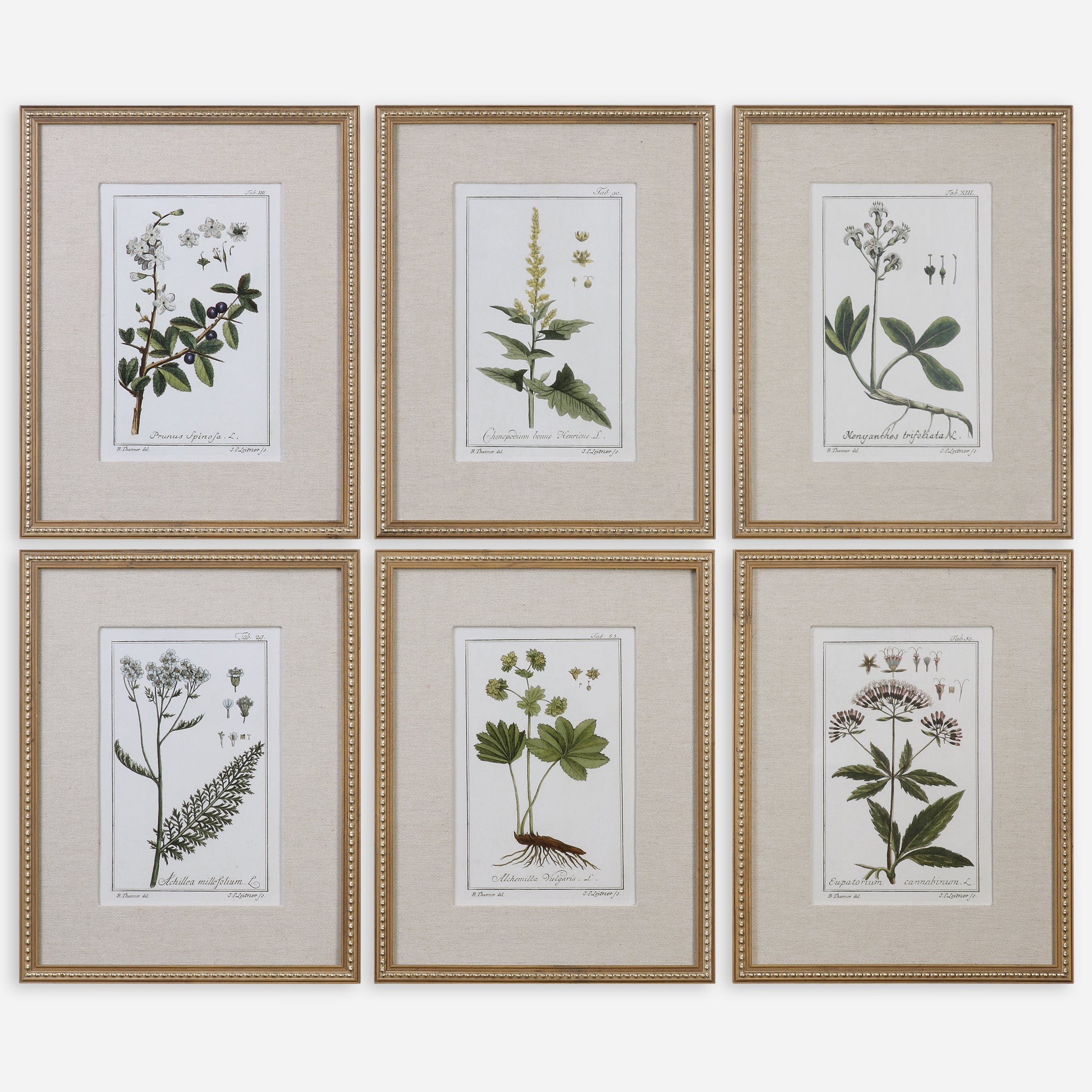 UTTERMOST社製 Green Floral Botanical Study絵画・印刷6個組