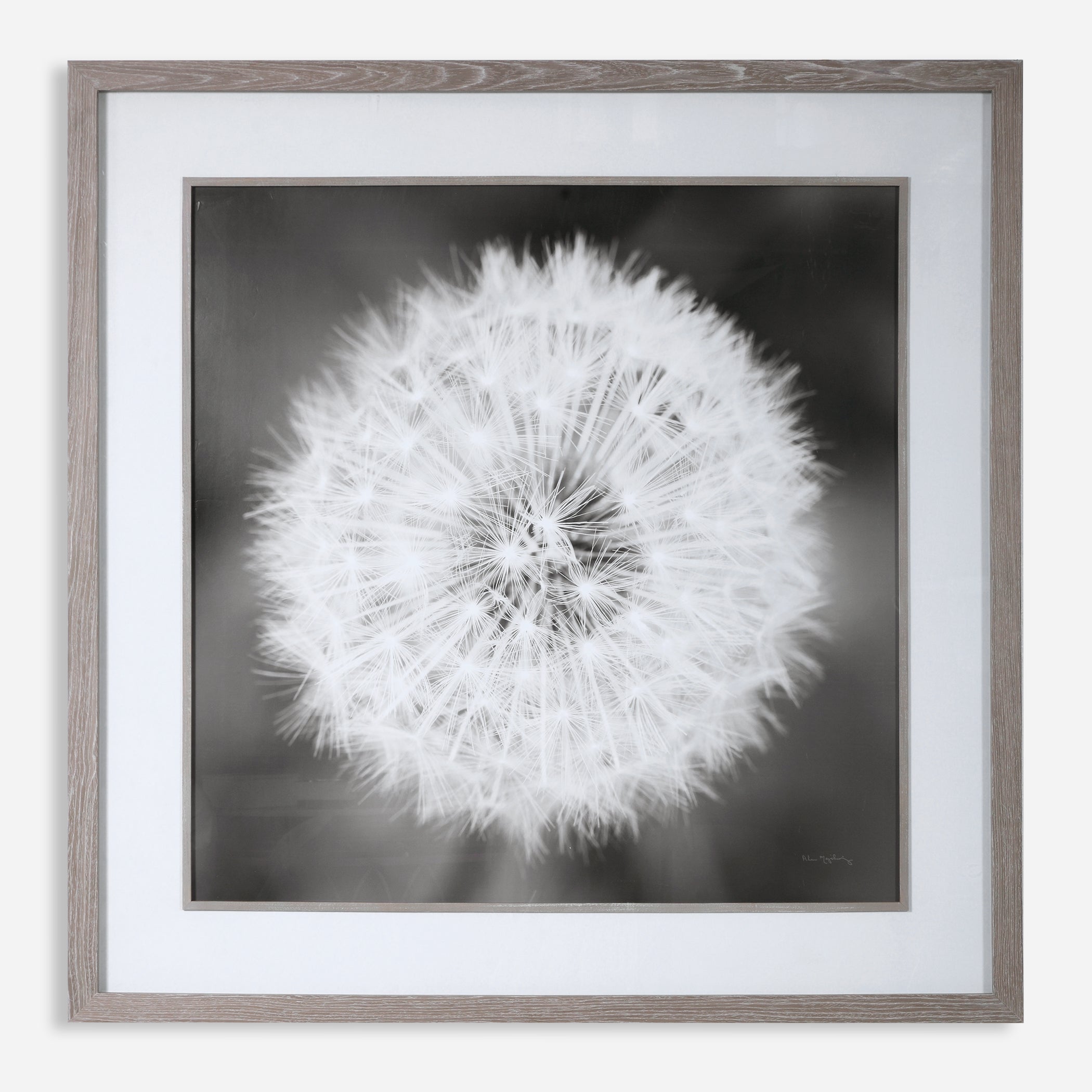 UTTERMOST社製 Dandelion Seedhead絵画・印刷