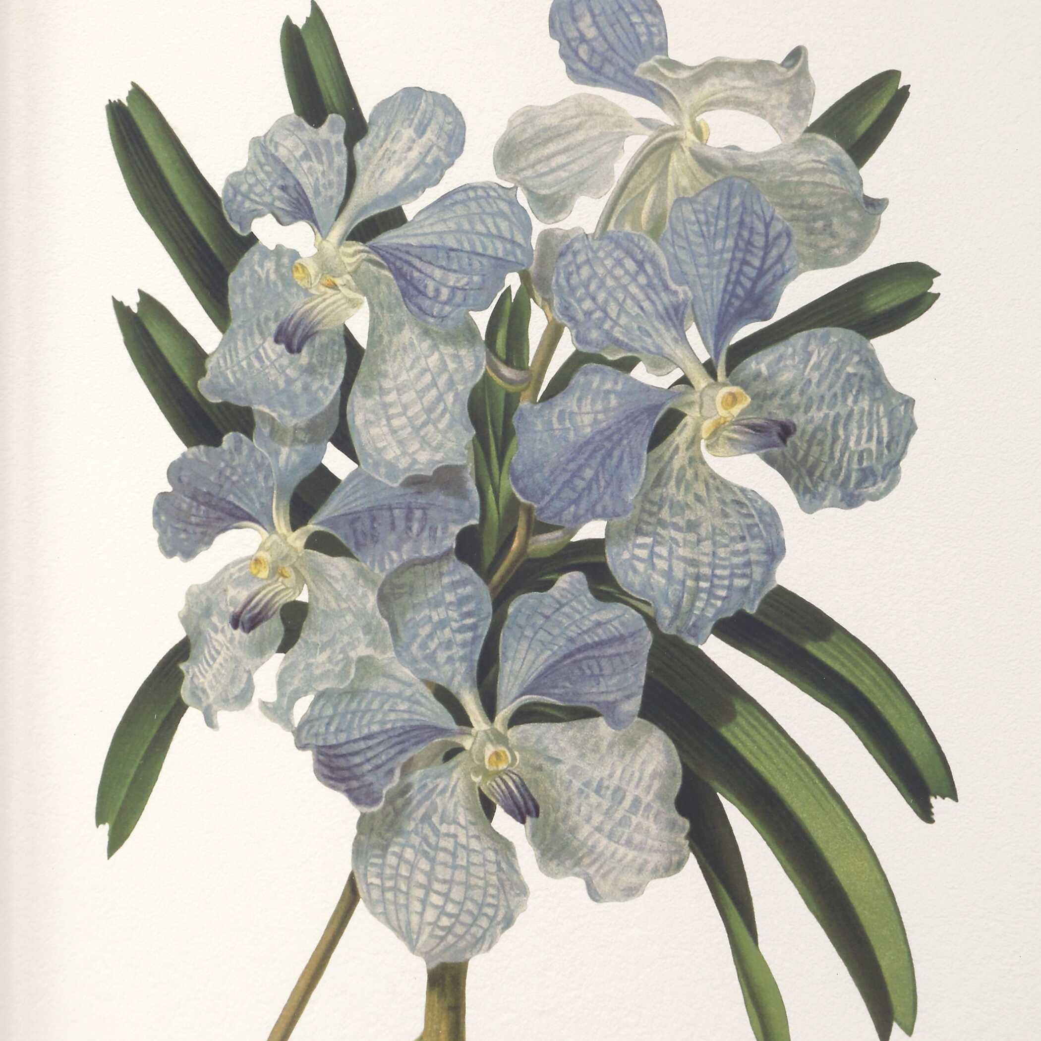 アンティーク　カラーアート純銅メダル 5オンス　マネーツリー UTTERMOST社製 Orchid絵画・印刷6個組 UTT-32447 - マストレ海外事業部